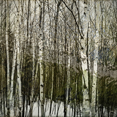 Talking Birches_
