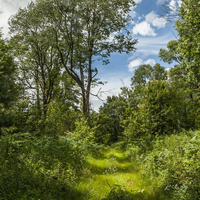 Woodland Path