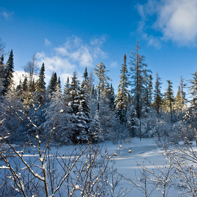 Winter Walk