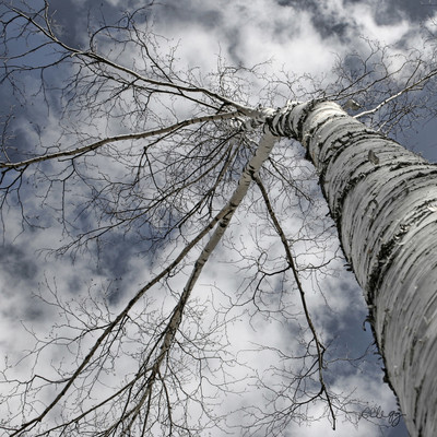 Tall Birch
