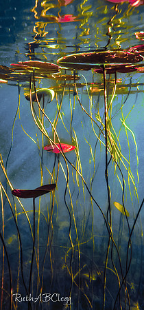 14x28_Restful Reach_600