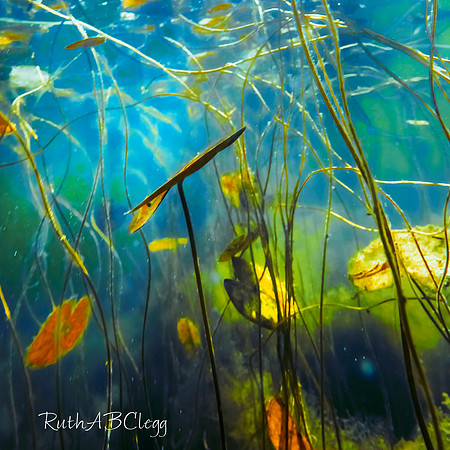 20x20_Aquatic Wonder_1000