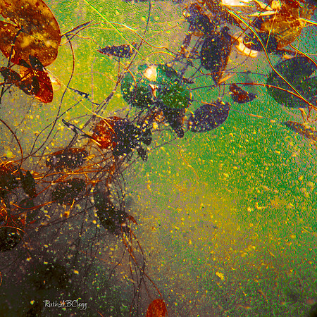30x30_The Dog Swam By_1600