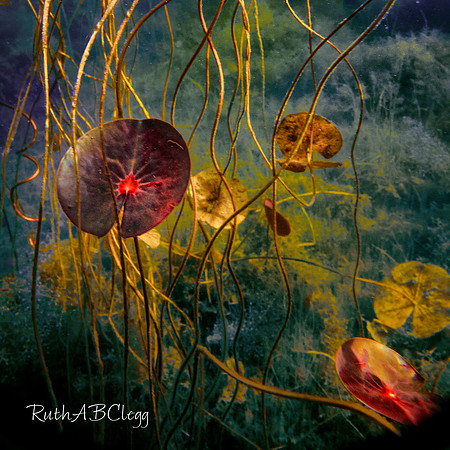 14x14_Pond Carpet_400