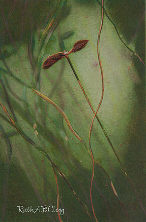 17x22_Towards  the Light Polymer Intaglio_450