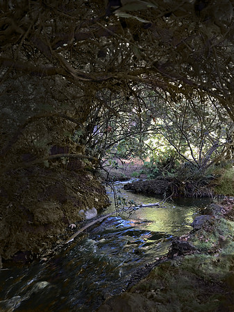 Into the Woods_4093